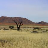 Savannenlandschaft
