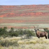 Oryx Antilope
