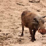 Warzenschwein auf dem Weg zum Wasserloch
