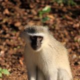 Vervet Monkey oder auf deutsch "Meerkatze"
