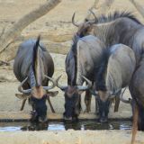 Durstige Gnus
