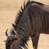 Gnu
