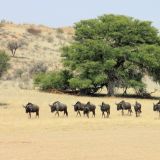 Gnu-Herde in der Mittagshitze
