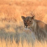 Im Kgalagadi wimmelt es nur so von Löwen... 
