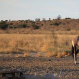 Oryx-Antilope
