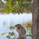 Besuch auf dem Camping in Maun. Die kleinen Meerkatzen sind gewifte Diebe.
