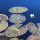 Wasserlilien
