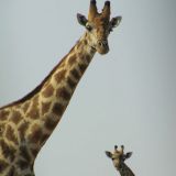 Begruessungskomitee im Moremi Game Reserve
