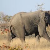 Im Moremi Game Reserve
