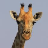 Unser Lieblingstier
