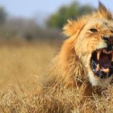 Roarrrrr, Baby, Roarrrrr…
