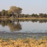 Moremi Game Reserve
