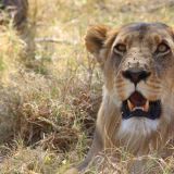 Moremi Game Reserve
