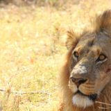 Moremi Game Reserve
