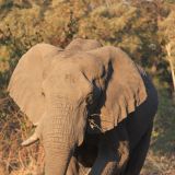 Moremi Game Reserve

