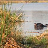 …daneben grunzen die Hippos
