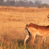 Lechwe
