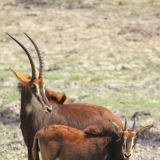 Sable Antilope
