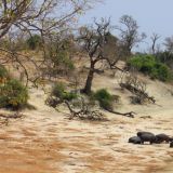 Hippo-Familie am Chobe River
