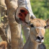 Kudu-Weibchen
