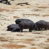 Chobe NP
