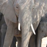 Chobe NP
