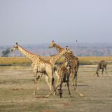 Chobe NP
