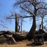Lunch im Schatten eines Affenbrotbaums (Baobab)

