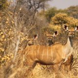 Kudu Weibchen
