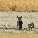 Warzenschweinfamilie am Wasserloch
