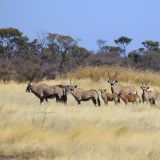 Oryx-Familie
