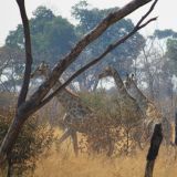 Giraffen-Herde
