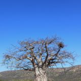 Baobab
