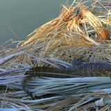 Leguan

