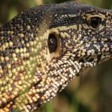 Leguan
