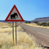 Achtung: Wüstenelefant!
