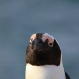 Jackass Pinguin
