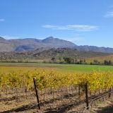Weinreben an der Südküste
