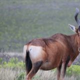 Red Hartebeest
