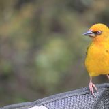 Kanarienvogel im Bontebok Nationalpark
