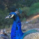 Lässt sich gerne ablichten… der olle Pfau
