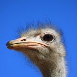Was guckst du?

