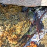 Kleiner Octopus auf der Flucht in Sicherheit
