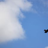 Adler im Gawler Ranges Nationalpark

