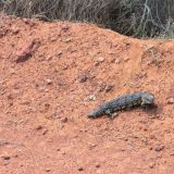 Tiliqua Occipitalis, oder wie wir sie ganz einfach nennen: Wurscht.
