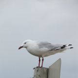 Wir sind wieder am Meer...
