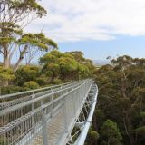 Beim Top Tree Walk kann man in 40 Metern Höhe durch die Bäume wandeln
