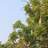 Leberkaesebaum... ob diese komischen Dinger wohl auch so schmecken? Wir habens getestet... und aehh: NEIN!
