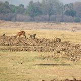 Ein Wuehltrupp im South Luangwa NP
