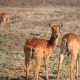 Rote Moorantilopen

